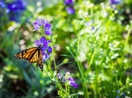 Butterfly on a purple flowerjpgjpg
